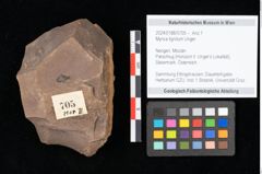 Foto (Objekt + Etikett) von Myrica lignitum Unger (NHMW-GEO-2024-0188-0705)